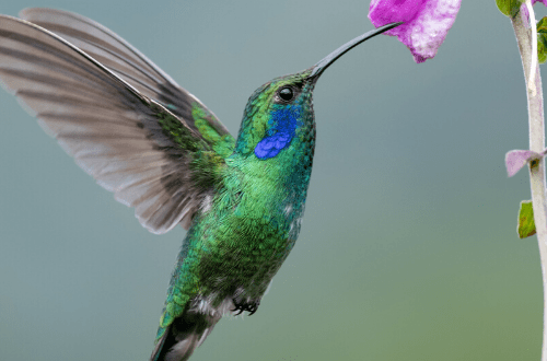 rufous hummingbirds blue green tropical hummingbird at trumpet flower drinking nectar