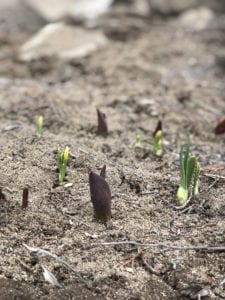 spring garden preparations beds tulips daffodils how to amend build bed pathway paver patio hardscape flower vegetable fruit herb prune mulch soil