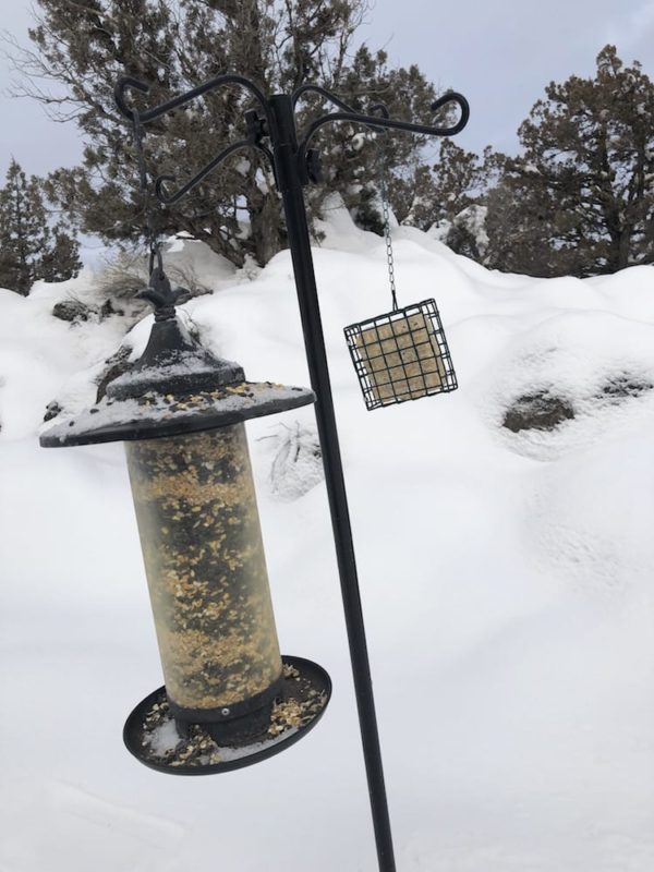 Backyard bird watching hummingbird finch songbird feeder feed seed nijer migration cornell ornithology migration audubon birds nest habitat spring oasis animals