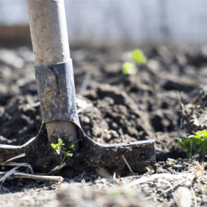 Shovel spring garden preparations beds tulips daffodils how to amend build bed pathway paver patio hardscape flower vegetable fruit herb prune mulch soil