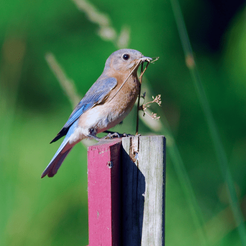 bluebird on fence post western US Backyard bird watching hummingbird finch songbird feeder feed seed nijer migration cornell ornithology migration audubon birds nest habitat spring oasis animals