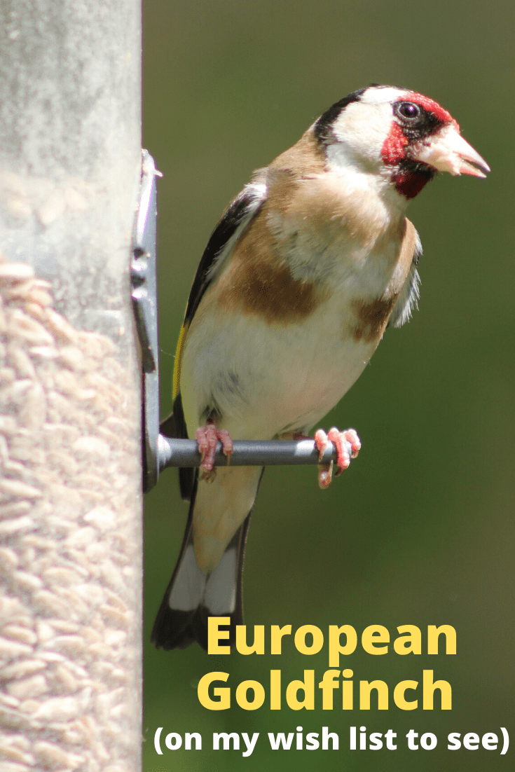 european goldfinch backyard bird watching feeder seed finch songbird suet sunflower seeds yard habitat migration migrate aviary cornell ornithology