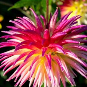 Dahlia Care And Designing Your Dahlia Cut Flower Garden