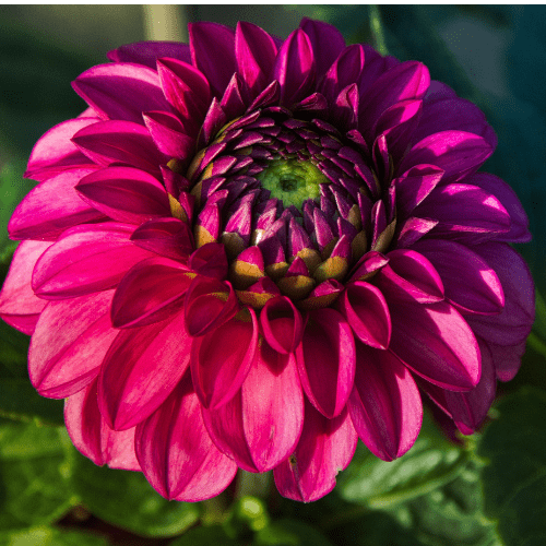 dahlia flower garden bloom AA dinner plate dinnerplate design garden bed pot tropical tuber flowers bouquet wedding swan island dividing pink red white fuschia purple lavender