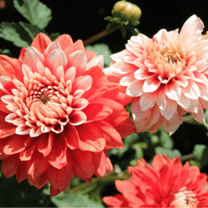 Dahlia Care And Designing Your Dahlia Cut Flower Garden