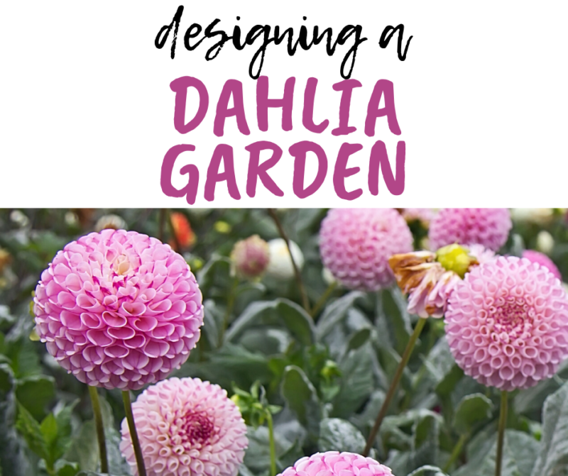 designing a dahlia tropical flower tuber garden with dinner plate dinnerplate dahlias ball pompom pom pon blooms pink red unique AA wedding bouquet flower swan island