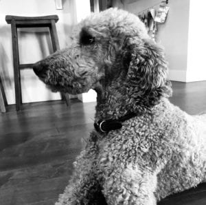 black and white image of apricot standard poodle