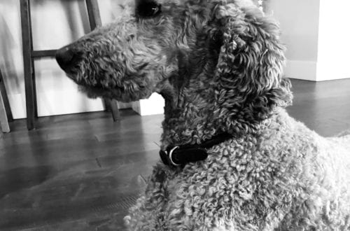 black and white image of apricot standard poodle