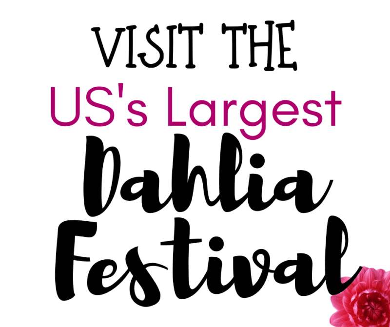 the us largest dahlia festival PNW canby oregon swan island when where how getting there garden festival flowers annuals tubers