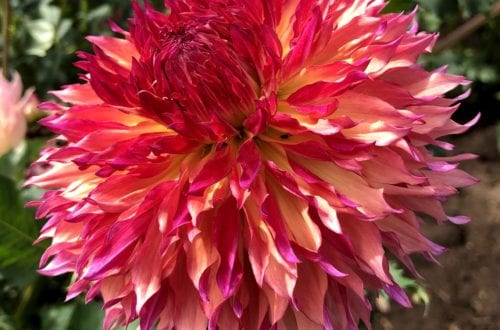 dahlia festival swan island pink cactus decorative dinner plate farm pink red yellow flowers tattoo care tubers bulbs fertilizer bouquet addict canby oregon annual or perennial canby arrangements flower garden bloom blossoms AA meaning wedding Oregon Travel Family PNW