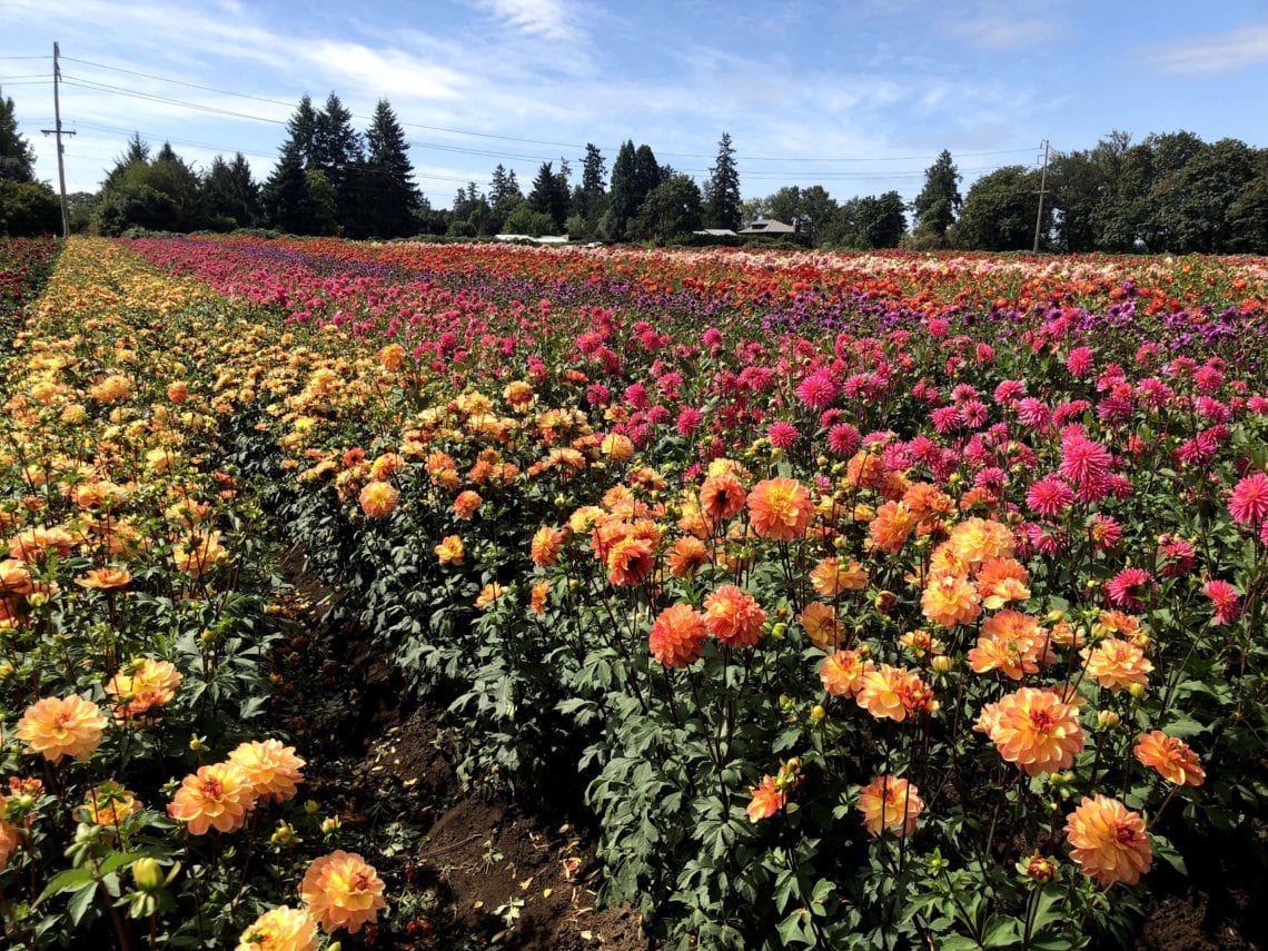 Swan Island Dahlia Festival 2025