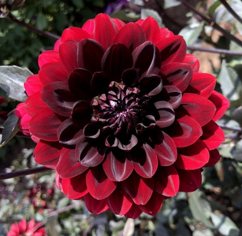 dahlia festival canby oregon swan island farm flowers tattoo care tubers bulbs fertilizer bouquet red brown chocolate addict canby oregon annual or perennial arrangements flower meaning wedding Oregon Travel Family PNW red brown flower