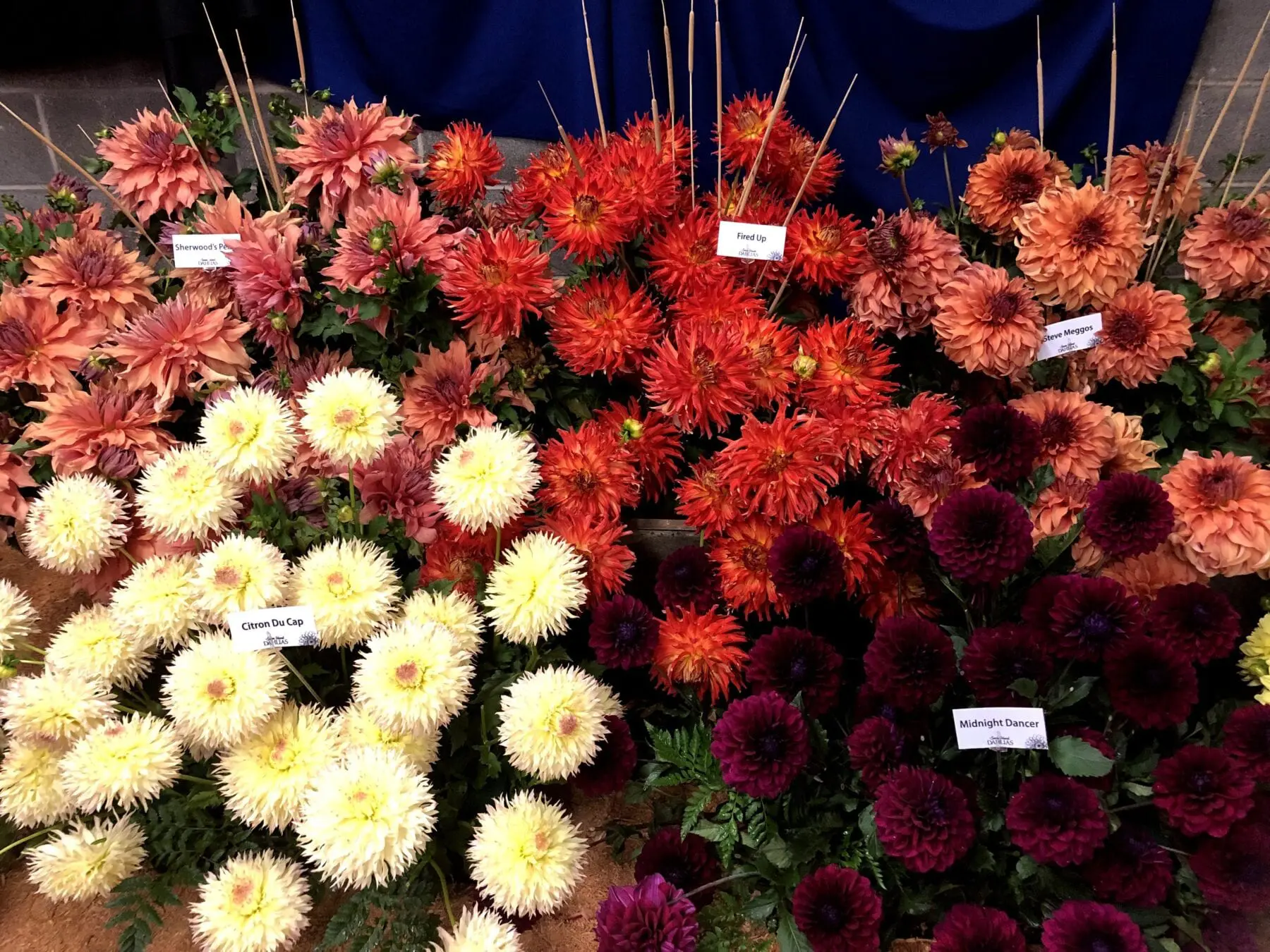 Swan Island Dahlia Festival 2025 - Gemma Jensen