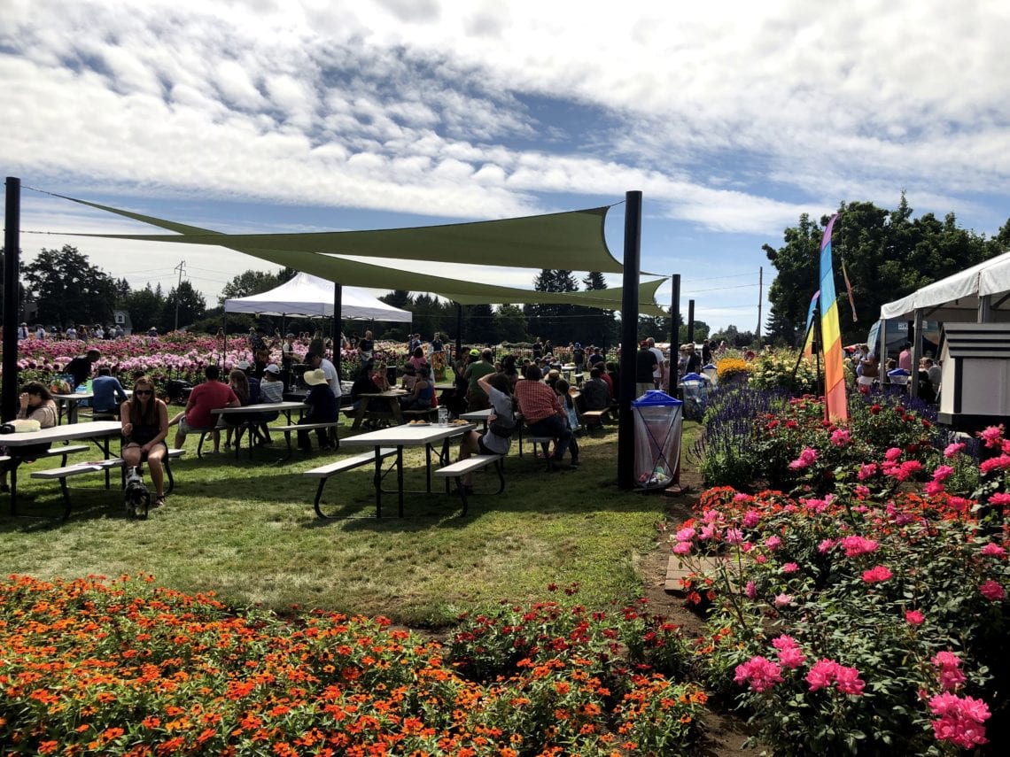 Swan Island Dahlias Festival Why You Need to Go