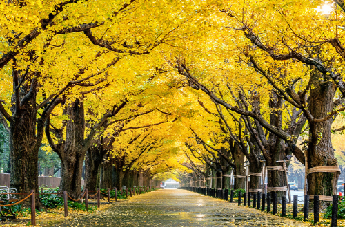 fall trees yellow leaves changing teacher survival tools november classroom school primary elementary middle high school principal educator first year organization lesson plan support self care teacher success