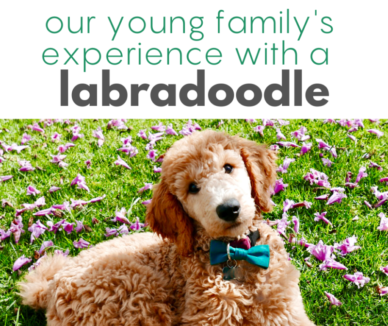 labradoodle puppy poodle dog children kids family best dogs