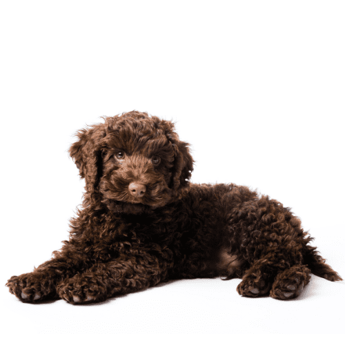 labradoodle puppy chocolate red brown curly hair standard poodle lab labrador retriever