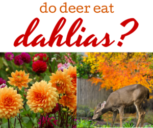 do deer eat dahlias garden flowers cut dahlia protection fencing