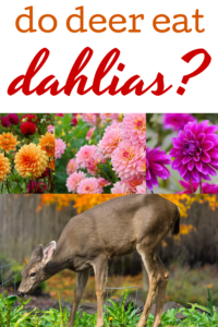 Do deer eat dahlias? How to protect your favorite blooms from pests.
